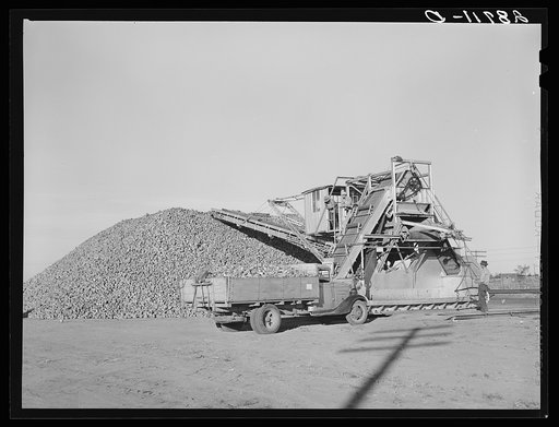 Unloading farmer's sugar beet truck at railroad. Adams County, Colorado