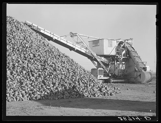 Machine for unloading sugar beets from farmers' trucks at railroad. Adams County, Colorado