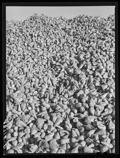 Sugar beets. Adams County, Colorado