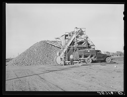 Unloading sugar beets from farmer's truck. Adams County, Colorado