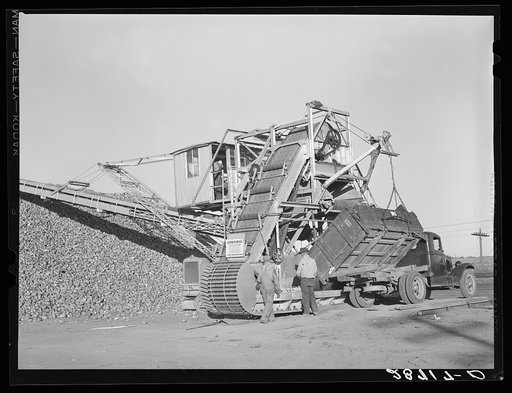 Unloading sugar beets from farmer's truck. Adams County, Colorado