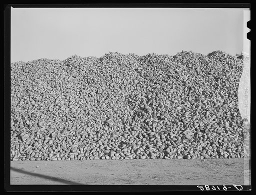 Sugar beets piled at railroad are loaded into freight cars which go to the factory. Adams County, Colorado