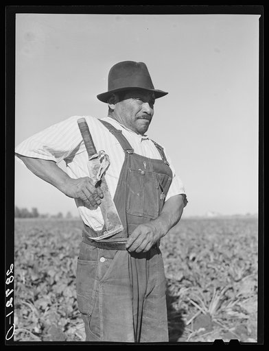Field worker with knife used in topping sugar beets. Adams County, Colorado