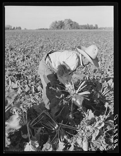 Untitled photo, possibly related to: Field worker topping sugar beets. Adams County, Colorado