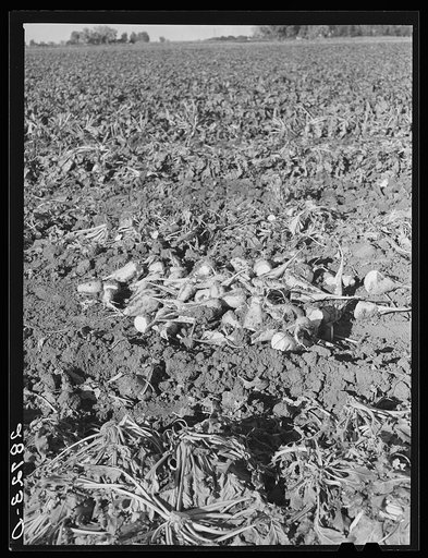 Topped sugar beets in the field. Adams County, Colorado