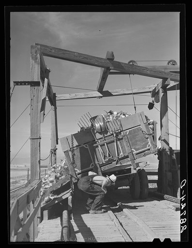 Dumping a load of sugar beets. Adams County, Colorado