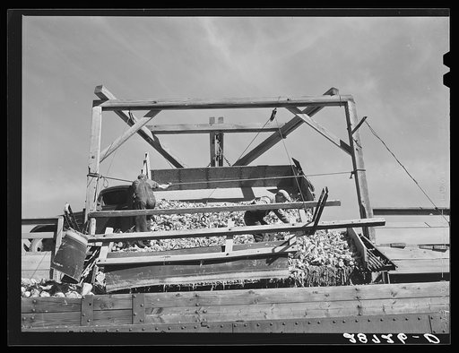 Unloading sugar beets into freight cars. Adams County, Colorado