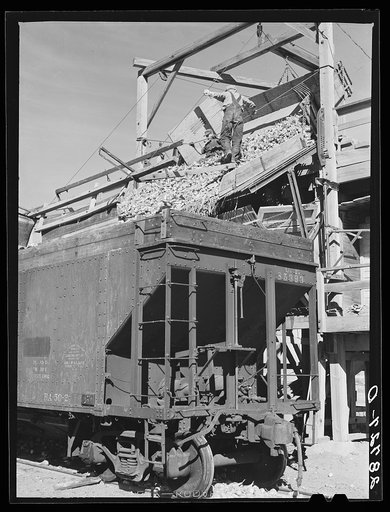Sugar beets are unloaded into railroad cars and taken to the factory. Adams County, Colorado