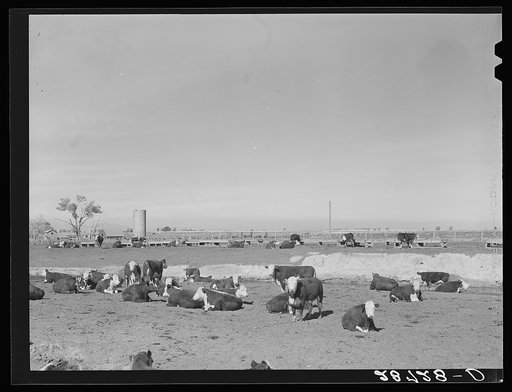 Cattle are fattened on sugar beet pulp in feedlot. Adams County, Colorado