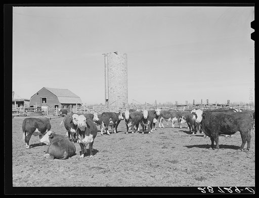 Cattle are fattened on sugar beet pulp in feedlot. Adams County, Colorado