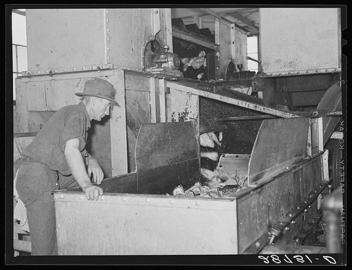 Brighton, Colorado. Inspecting washed sugar beets. Arthur Rothstein