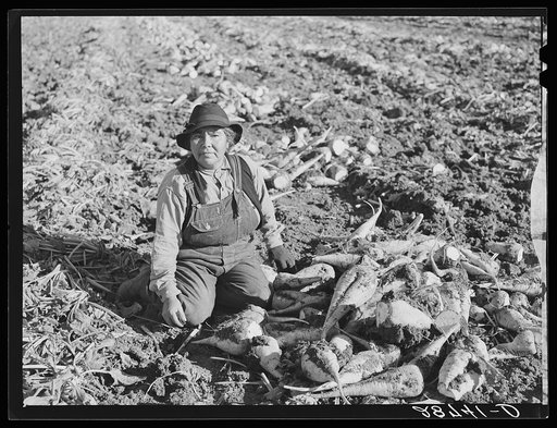 Indian woman sugar beet worker from Oklahoma. Adams County, Colorado