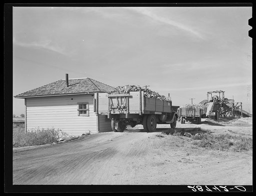 Weighing a truck before it is unloaded at the sugar beet dump. Adams County, Colorado
