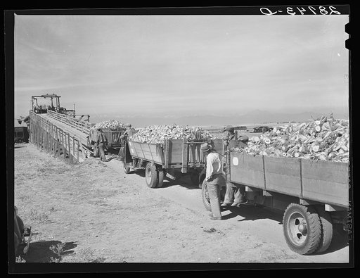 Farmers waiting at sugar beet dump. Adams County, Colorado