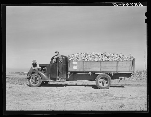 Farmers with load of sugar beets waiting at sugar beet dump. Adams County, Colorado