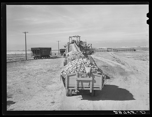 Farmers' trucks waiting to be unloaded at sugar beet dump. Adams County, Colorado