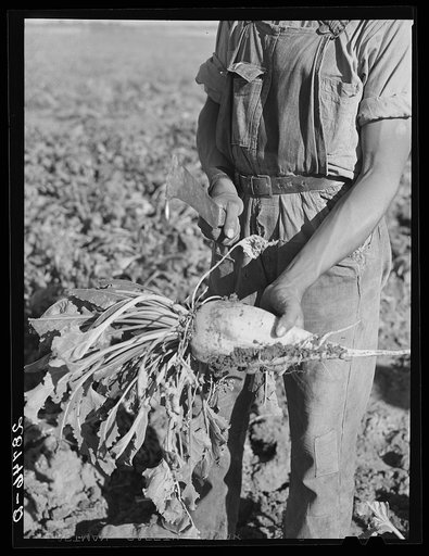 Sugar beet before topping. Adams County, Colorado