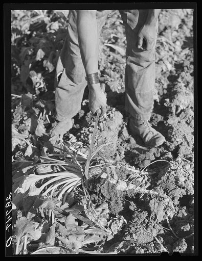 The point of the knife is used to lift the sugar beet. Adams County, Colorado