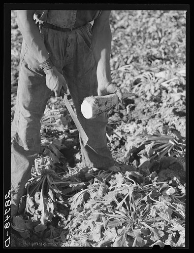 Sugar beet after topping. Adams County, Colorado
