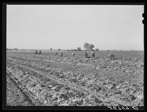 Topping sugar beets. August Ehlen Farm. Adams County, Colorado