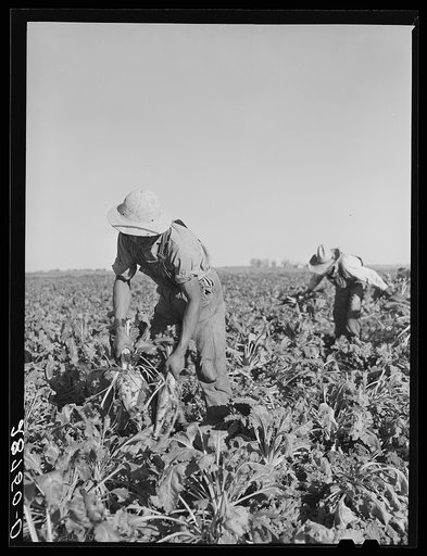 Sugar beets are knocked together to loosen the dirt which clings to them after pulling. Adams County, Colorado