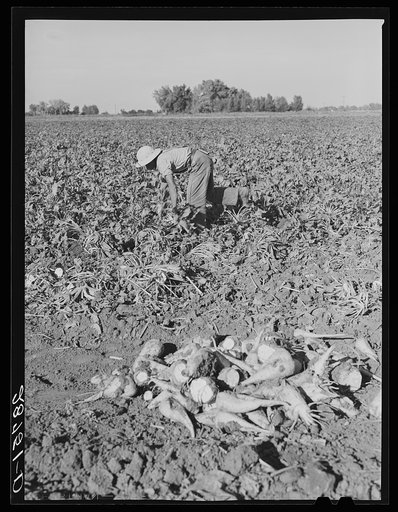Work in sugar beet field. Adams County, Colorado