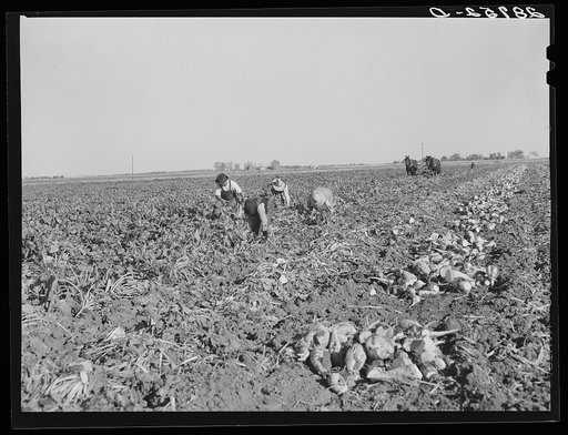 Workers in sugar beet field. Adams County, Colorado