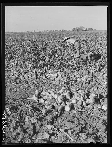 Workers in sugar beet field. Adams County, Colorado