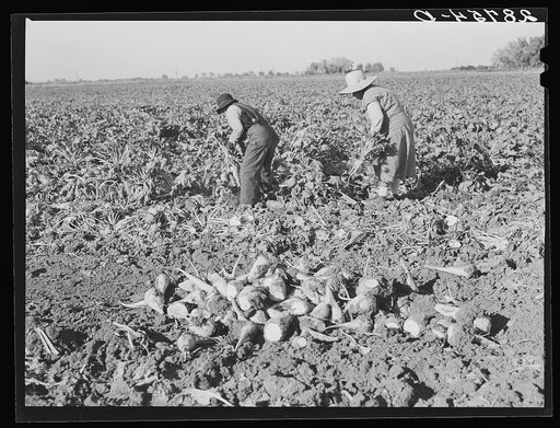 Women workers in sugar beet field. Adams County, Colorado