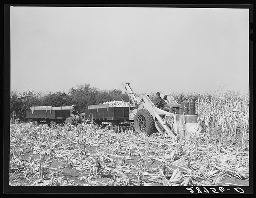Mechanical corn picker. Fred Coulter farm. Grundy County, Iowa