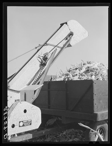 Mechanical corn picker. Fred Coulter farm. Grundy County, Iowa