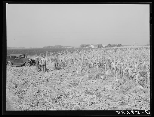 Country agent tests a plot of hybrid corn for yield. Grundy County, Iowa