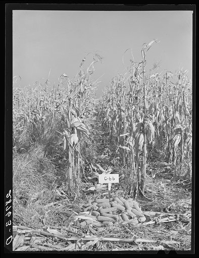 Test plot of hybrid corn. Grundy County, Iowa