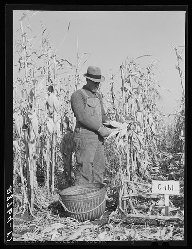 Husking corn to test for yield. Grundy County, Iowa