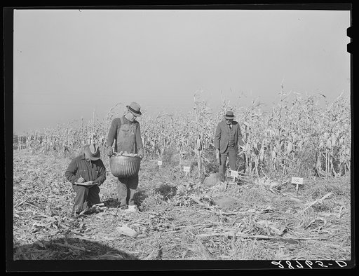 Husking corn to test for yield. Grundy County, Iowa