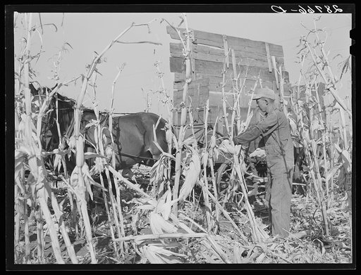 Untitled photo, possibly related to: Husking corn. Grundy County, Iowa