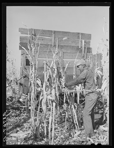 Husking corn. Grundy County, Iowa