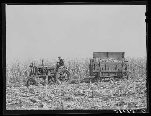Hauling corn from the field. H.C. Clarke farm. Grundy County, Iowa