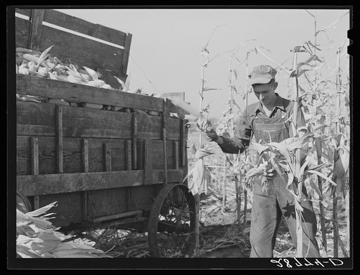 Untitled photo, possibly related to: Hauling corn from the field. H.C. Clarke farm. Grundy County, Iowa