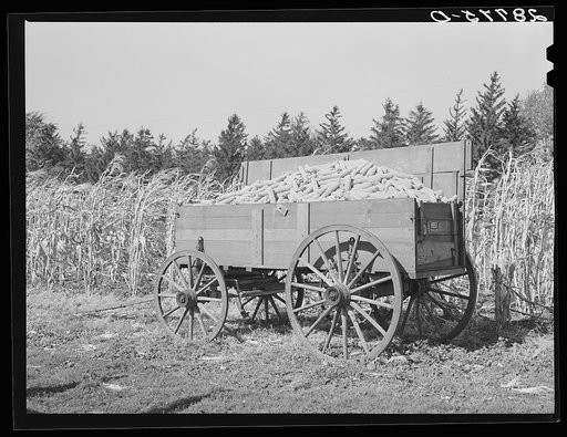 Wagonload of hybrid corn. H.C. Clarke farm. Grundy County, Iowa