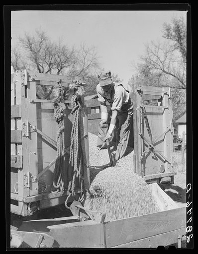 Unloading shelled corn for ever-normal granary storage. Grundy County, Iowa