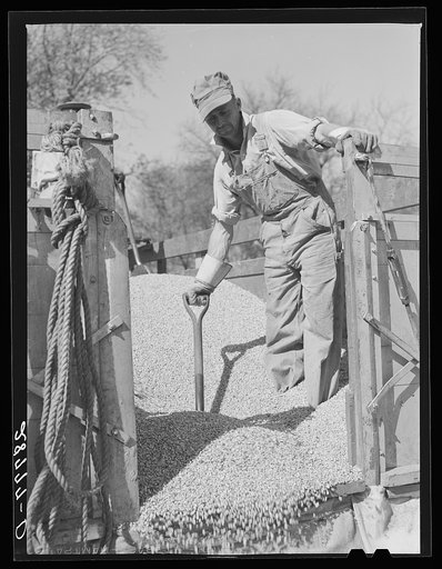 Untitled photo, possibly related to: Unloading shelled corn for ever-normal granary storage. Grundy County, Iowa