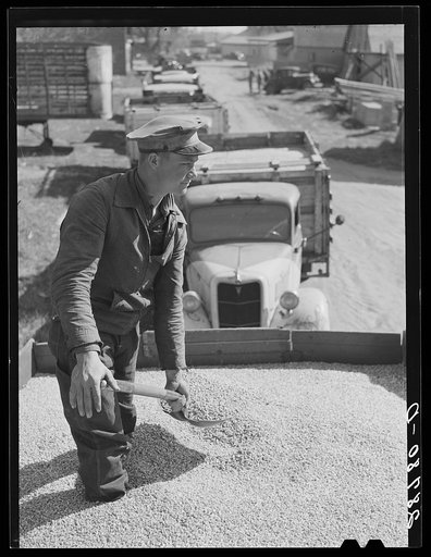 Untitled photo, possibly related to: Unloading shelled corn for ever-normal granary storage. Grundy County, Iowa