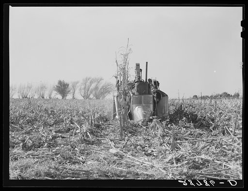 Husking the last row in the field with mechanical corn picker. Grundy County, Iowa
