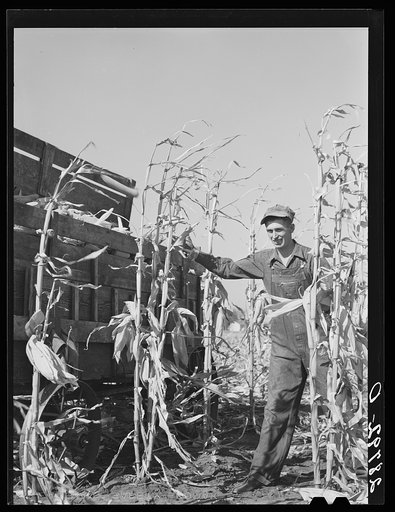 Untitled photo, possibly related to: Eugene Crouse, champion cornhusker. Grundy County, Iowa