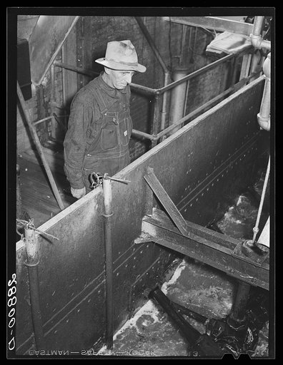Inspecting washed sugar beets in factory. Brighton, Colorado