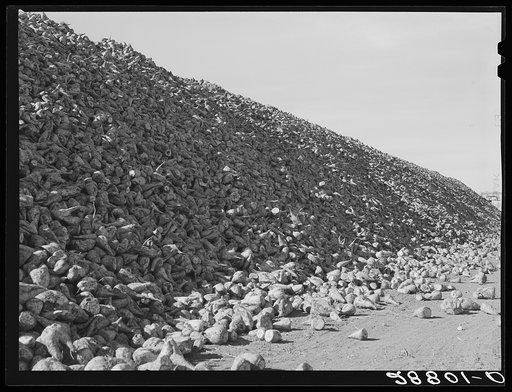 Sugar beets before processing at factory. Brighton, Colorado