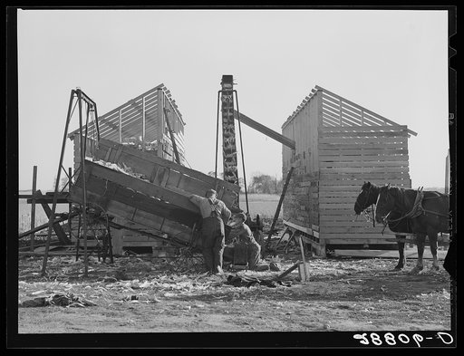During an abundant harvest many corn cribs are filled while they are still under construction. Grundy County, Iowa