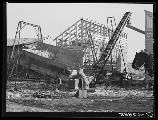Untitled photo, possibly related to: During an abundant harvest many corn cribs are filled while they are still under construction. Grundy County, Iowa