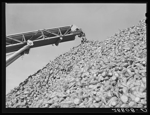 Sugar beets at factory before processing. Brighton, Colorado